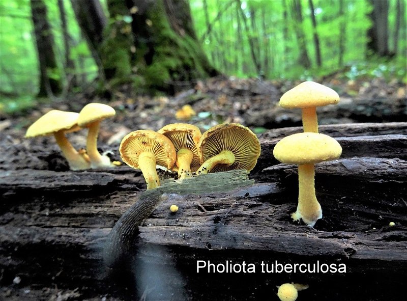 Pholiota tuberculosa-amf1452-1.jpg - Pholiota tuberculosa ; Syn1: Pleuroflammula tuberculosa ; Syn2: Dryophila tuberculosa ; Non français: Pholiote tuberculeuse